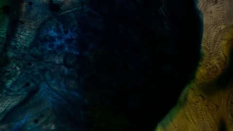 Chemical reaction under microscope Stock Footage 70736086