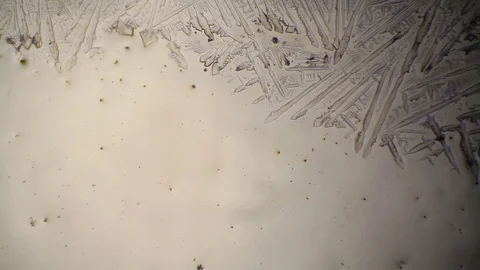 Chemical reaction under microscope Stock Footage 70736282