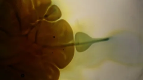 Chemical reaction under microscope 스톡 동영상 70736604