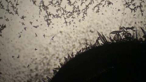 Chemical reaction under microscope Stock Footage 70737001