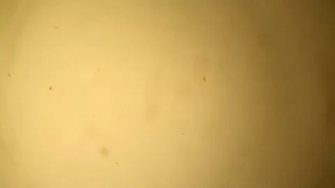 Chemical reaction under microscope Stock Footage 70737057