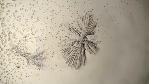 Chemical reaction under microscope 스톡 동영상 70737108