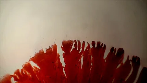 Chemical reaction under microscope Stock Footage 70737276