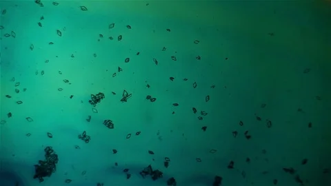Chemical reaction under microscope Stock Footage 70737290