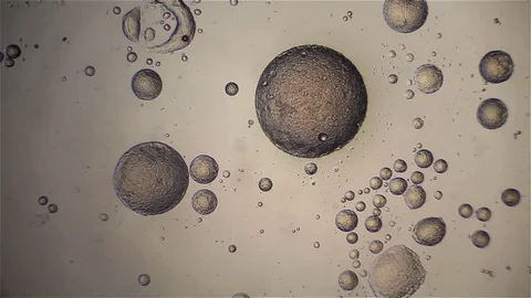 Chemical reaction under microscope 스톡 동영상 70737412