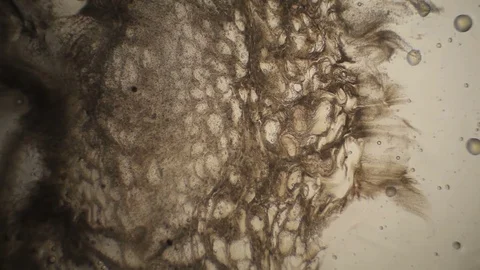 Chemical reaction under microscope Stock Footage 70737413