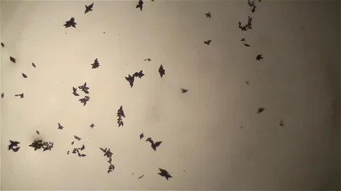 Chemical reaction under microscope Stock Footage 70737470