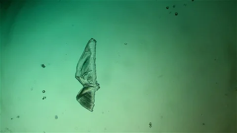 Chemical reaction under microscope 스톡 동영상 70737479