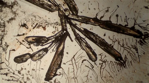 Chemical reaction under microscope 스톡 동영상 70737495