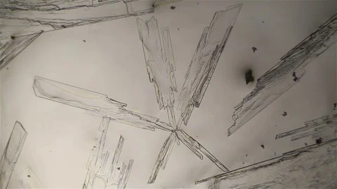 Chemical reaction under microscope Stock Footage 70737547