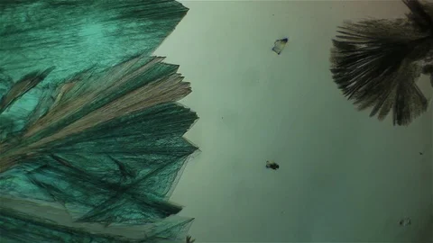 Chemical reaction under microscope 스톡 동영상 70737552
