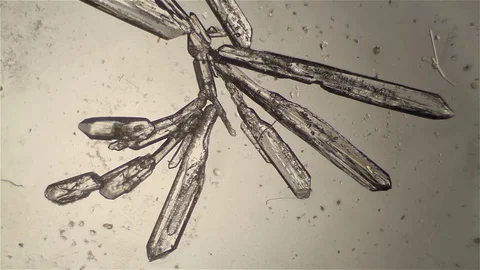 Chemical reaction under microscope 스톡 동영상 70737694