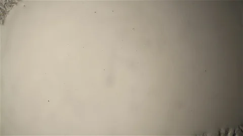 Chemical reaction under microscope 스톡 동영상 71112352