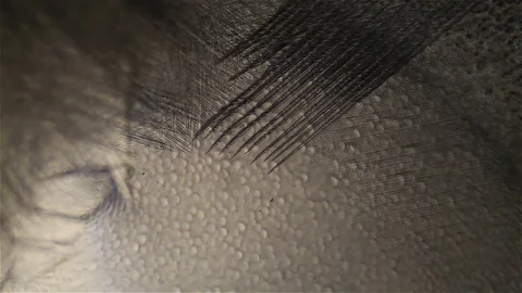 Chemical reaction under microscope Stock Footage 71112593