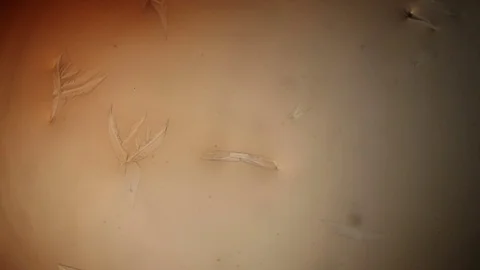 Chemical reaction under microscope Stock Footage 82548837