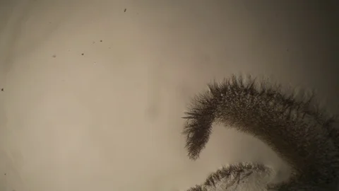 Chemical reaction under microscope Stock Footage 82548999