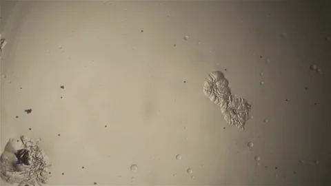 Chemical reaction under microscope 스톡 동영상 82549948