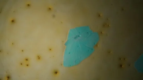 Chemical reaction under microscope Stock Footage 82550595