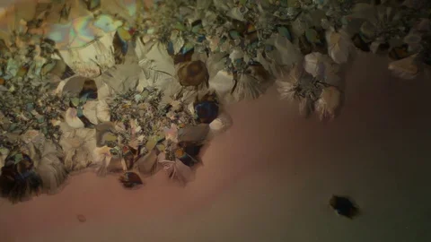 Chemical reaction under microscope Stock Footage 82550633