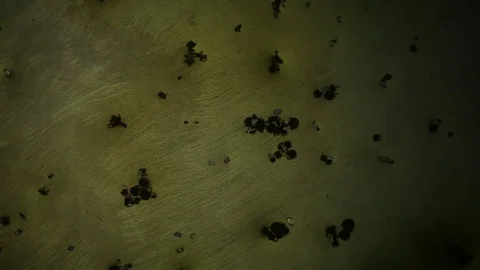 Chemical reaction under microscope 스톡 동영상 82550987