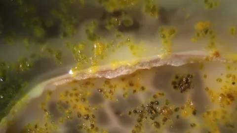 Chemical reaction under microscope Stock Footage 82551151