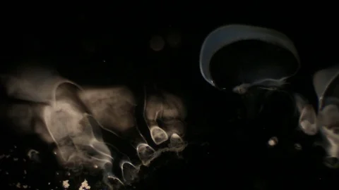 Chemical reaction under microscope Stock Footage 82551211