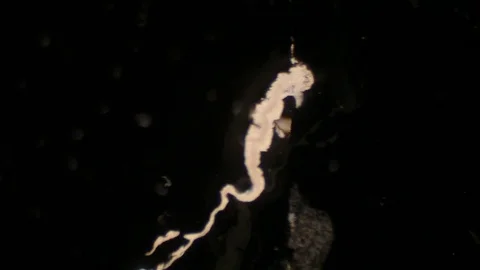 Chemical reaction under microscope Stock Footage 82551281