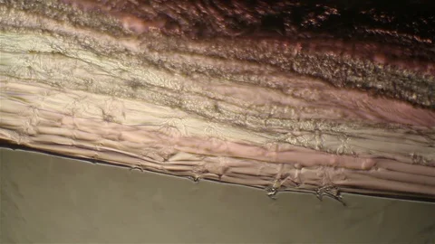 Chemical reaction under microscope Stock Footage 82551760