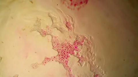 Chemical reaction under microscope 스톡 동영상 82552307