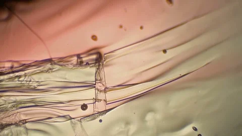 Chemical reaction under microscope Stock Footage 82552375