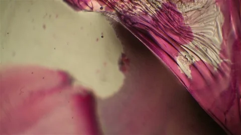 Chemical reaction under microscope 스톡 동영상 82552512