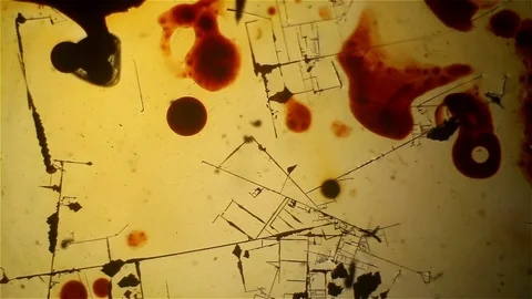 Chemical reaction under microscope Stock Footage 82554481