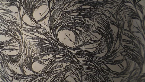 Chemical reaction under microscope Stock Footage 98545746
