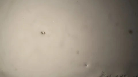Chemical reaction under microscope Stock Footage 98545750