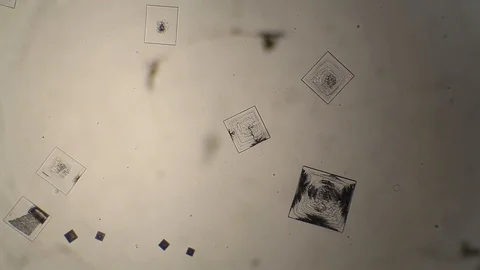 Chemical reaction under microscope Stock Footage 98545821