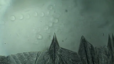 Chemical reaction under microscope Stock Footage 98545835