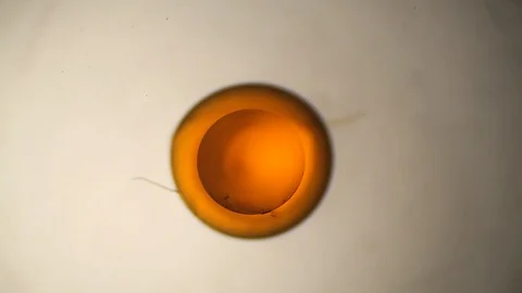 Chemical reaction under microscope Stock Footage 98545840