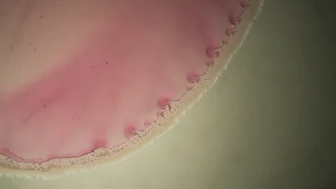 Chemical reaction under microscope 스톡 동영상 98545953