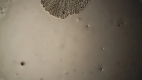 Chemical reaction under microscope Stock Footage 98545956