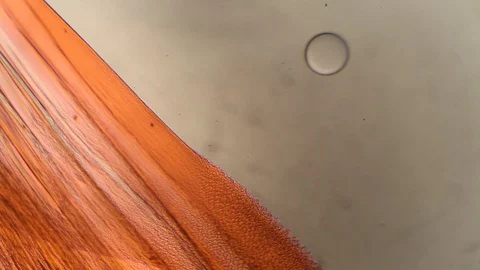 Chemical reaction under microscope Stock Footage 98546064