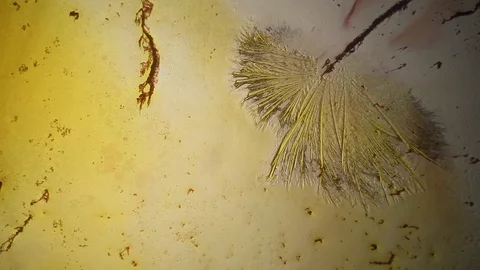 Chemical reaction under microscope Stock Footage 98546149