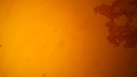 Chemical reaction under microscope Stock Footage 98546168