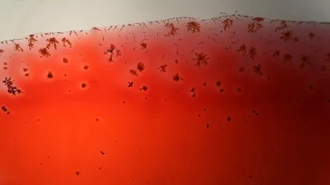 Chemical reaction under microscope Stock Footage 98546260
