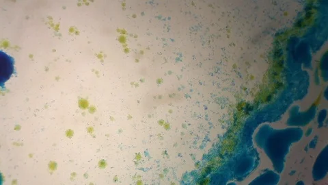 Chemical reaction under microscope Stock Footage 98546262