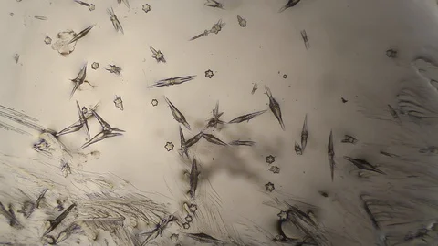 Chemical reaction under microscope Stock Footage 98546417