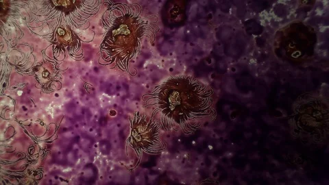 Chemical reaction under microscope Stock Footage 98546434