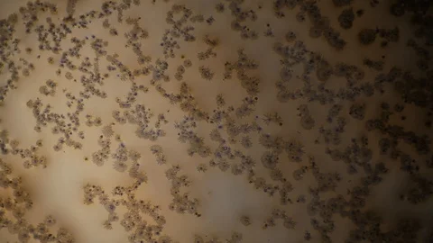 Chemical reaction under microscope Stock Footage 98546475
