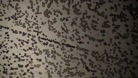 Chemical reaction under microscope Stock Footage 98546480