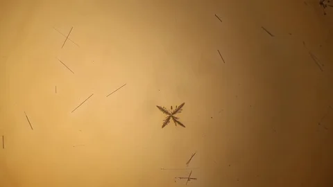 Chemical reaction under microscope Stock Footage 98546506