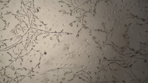 Chemical reaction under microscope Stock Footage 98546552